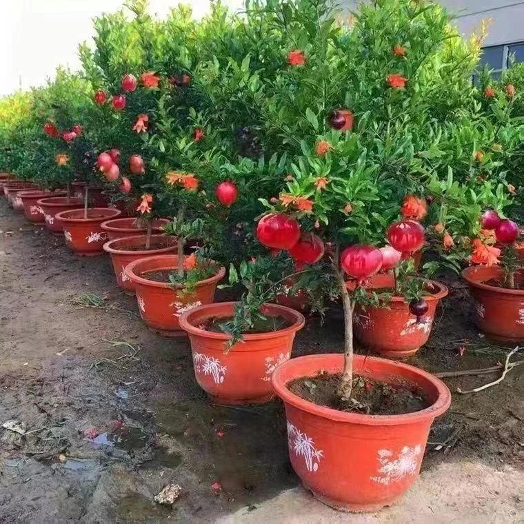 (然)紫玉大红袍突尼斯各种石榴盆栽盆景