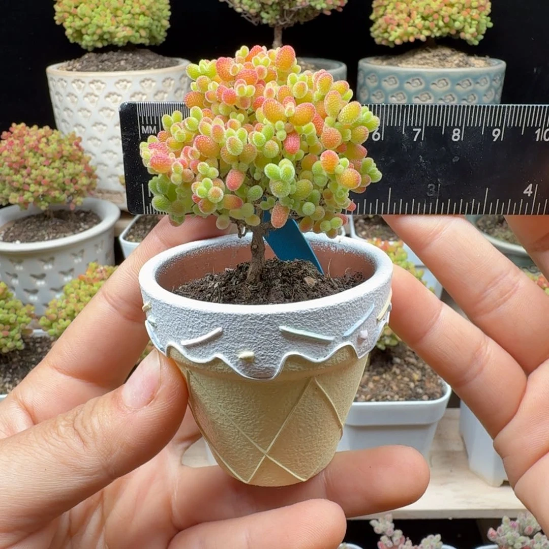 a92号蜜橘冠服5厘米带盆发注意尺寸