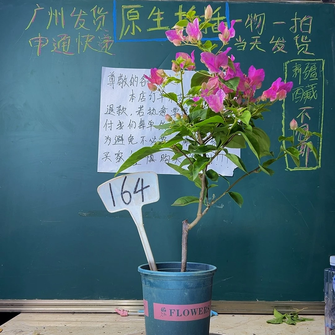 当前无花栽培后可以开花漳红樱 164