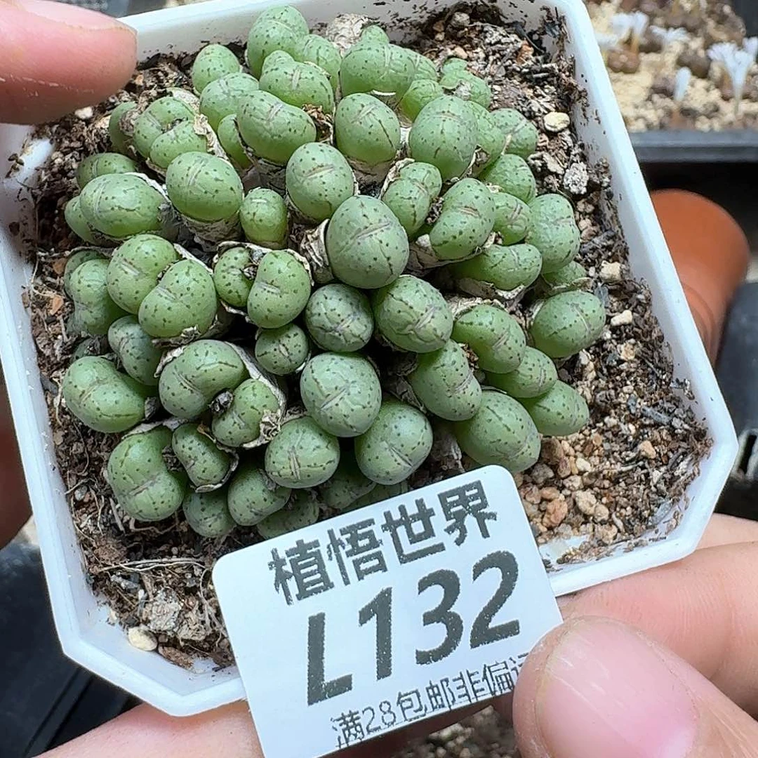 多肉我的润泽你ec