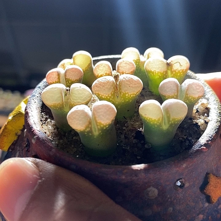 鲑鱼粉风铃一颗。