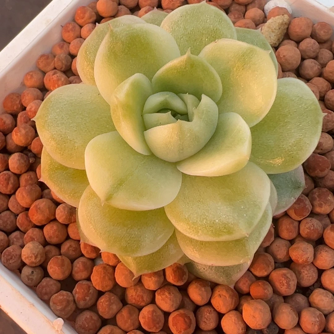 麦秆锦杂交，白覆轮锦