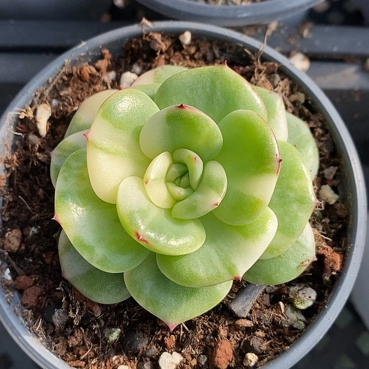 三文鱼锦多肉植物