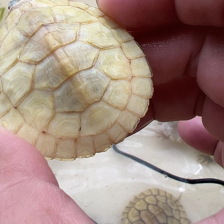 绿毛龟母巴西龟111111