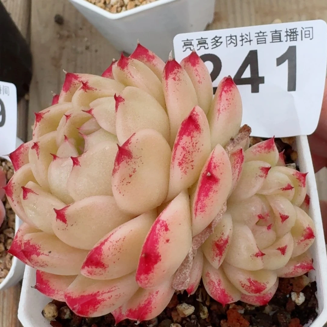 麦秆         精品多肉