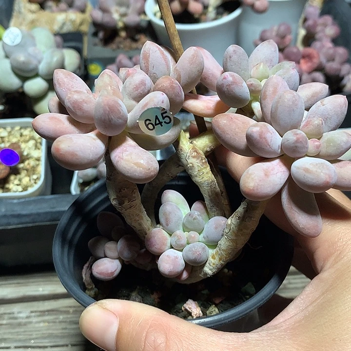 仙子奶酪多肉植物