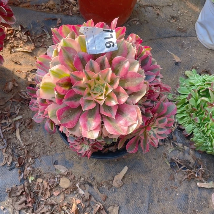 多肉粉女巫法师716