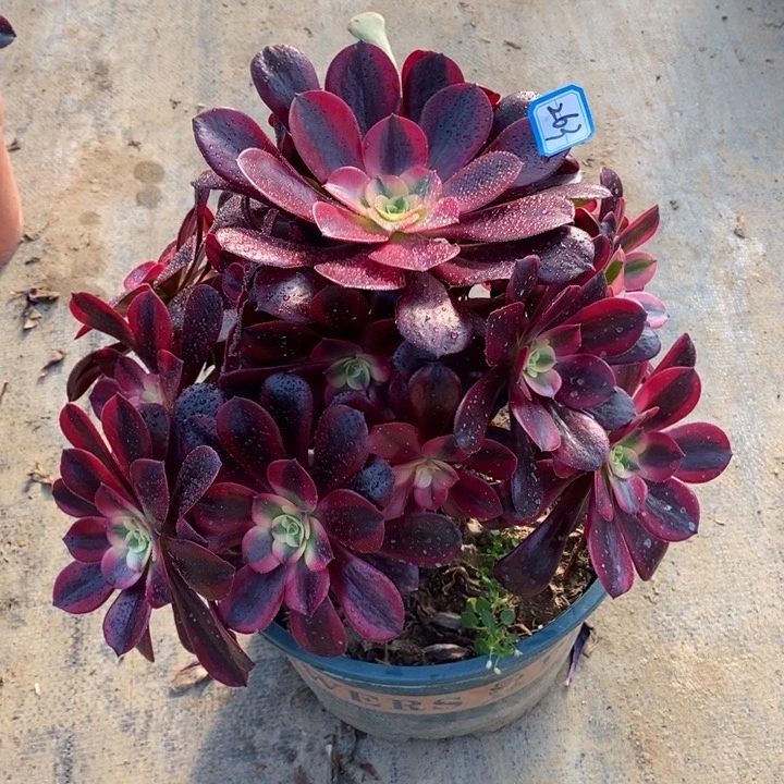 263美杜莎多肉法师