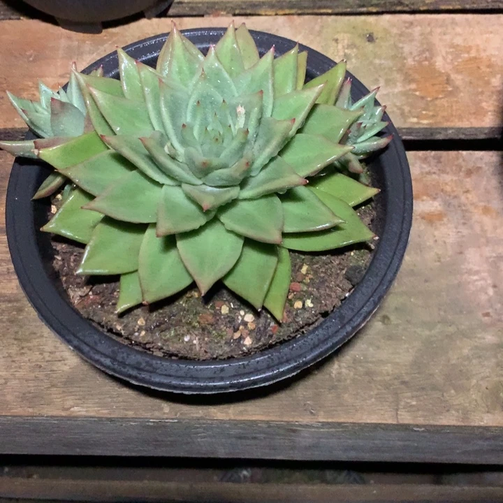 美肉特价活动开始了