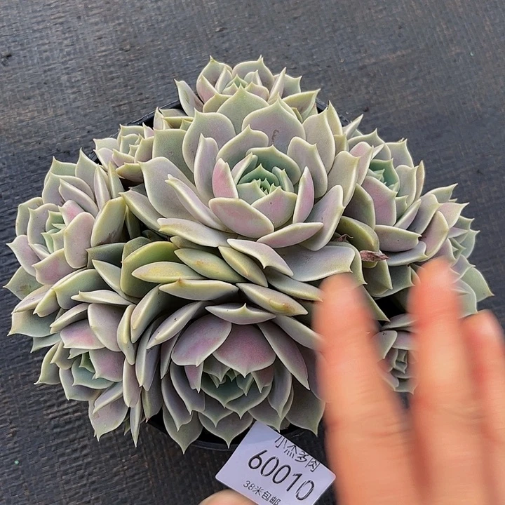 ✨****✨露娜莲群60010