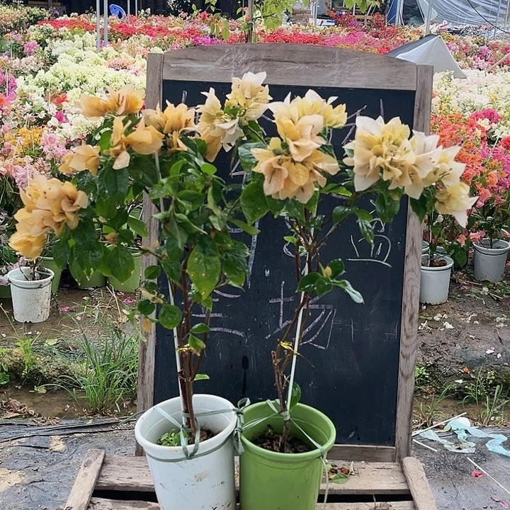 完全开放三角梅苏瓦那