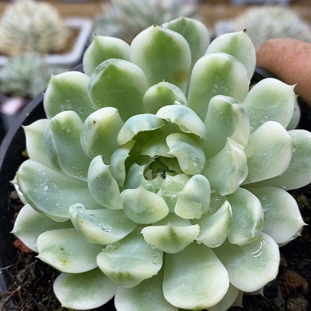 14162 香草月影白覆轮锦