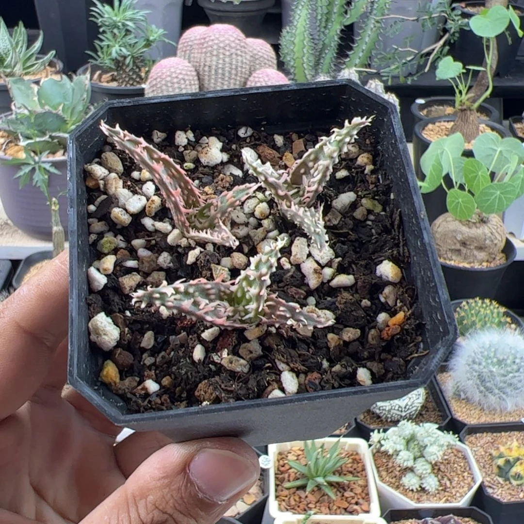 园艺芦荟三颗默认脱土发