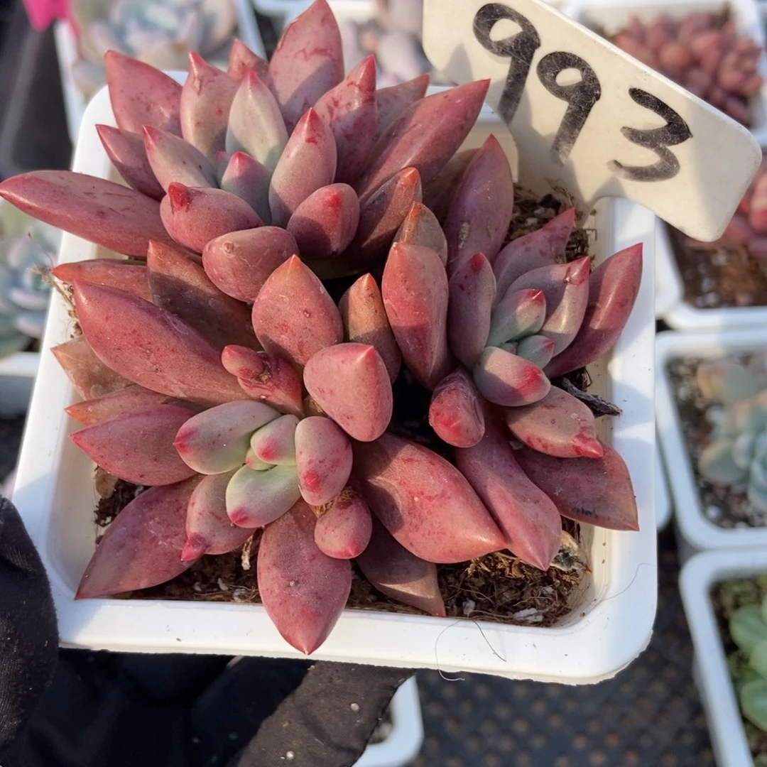 993桃花源多肉植物多肉