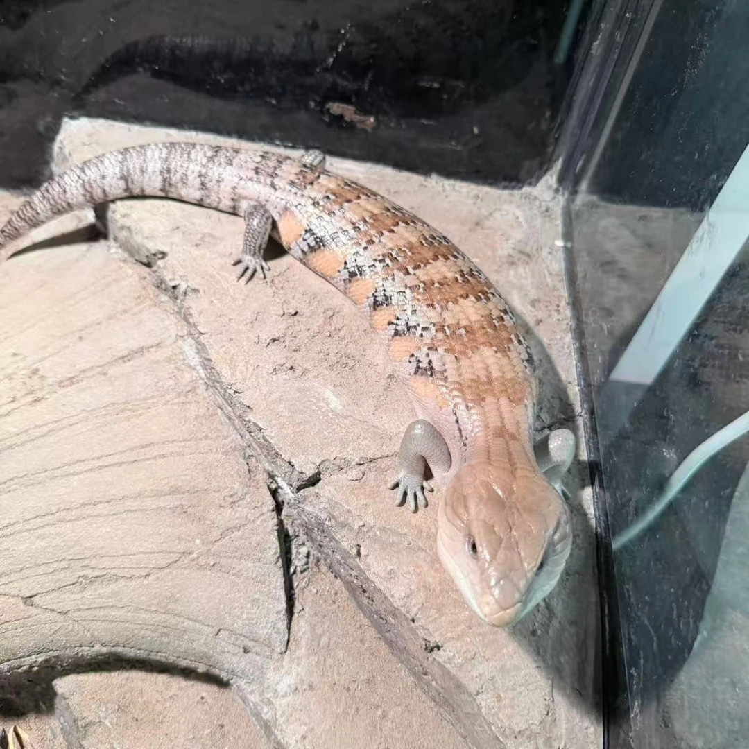 北部蓝舌石龙子蜥蜴活体可爱温顺好上手亲人宠物爬宠异宠