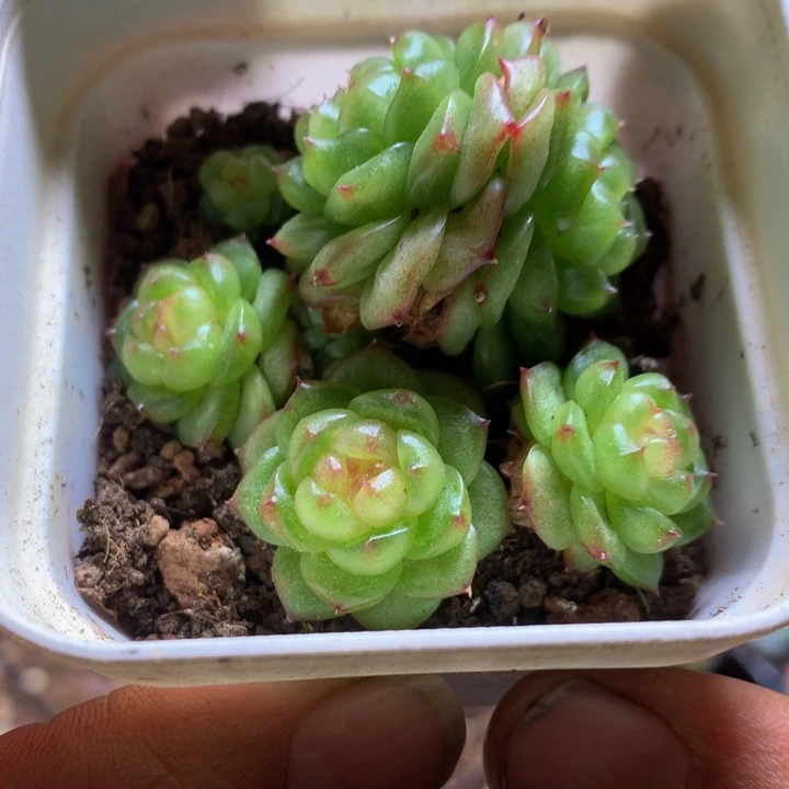 灯泡珍妮群一物一拍