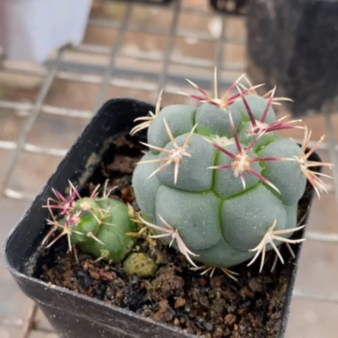 实生小菲冠龙3仙人球