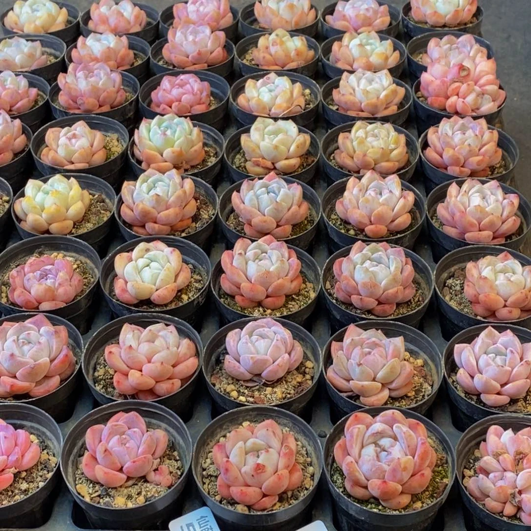 黑*子535多肉植物保护研究所所长