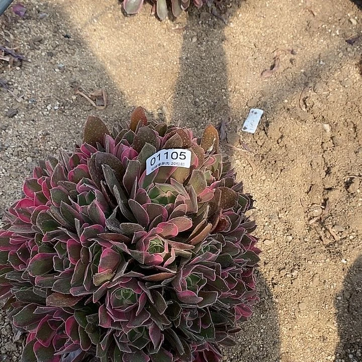 01105男神多肉植物