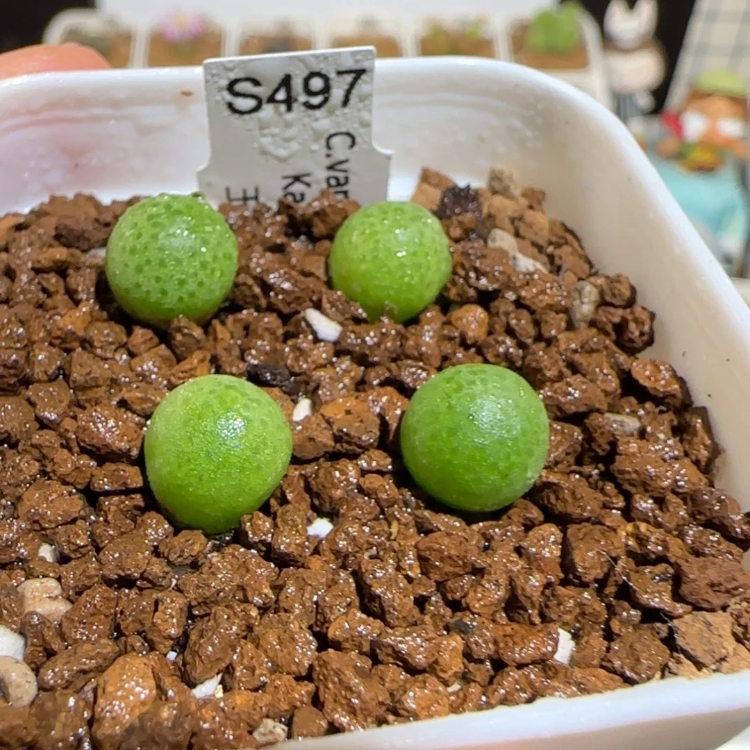 肉锥多肉植物组合-玉米一盆1396