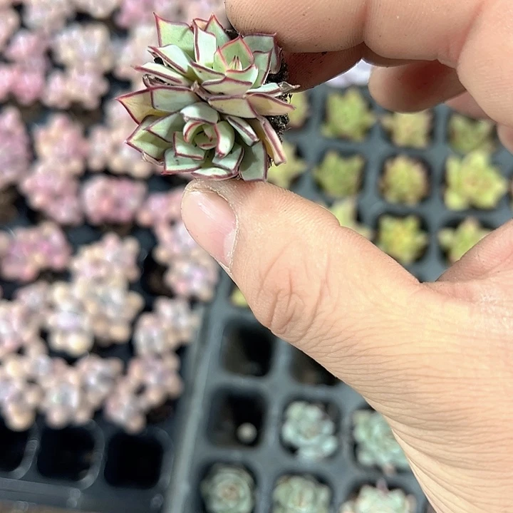 枂***橣剑司诺娃 满10颗包邮