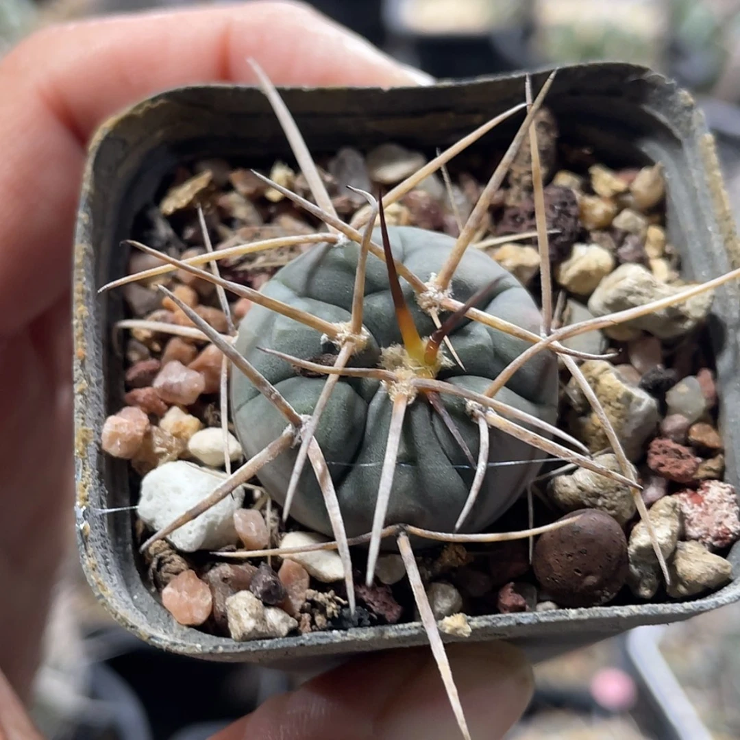 【闪购商品】超刺天平实生6666