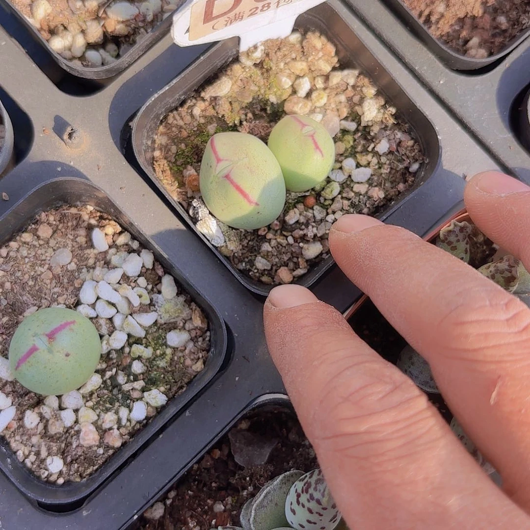 D058嘟嘟嘴一物一拍