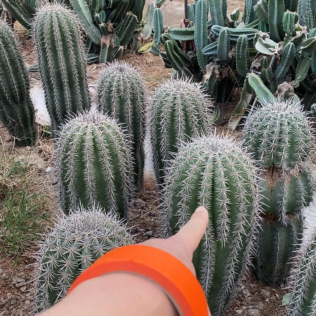 九***莉巨人柱一颗。