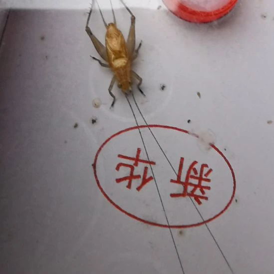 蟋蟀汊口冬蛉长须一条