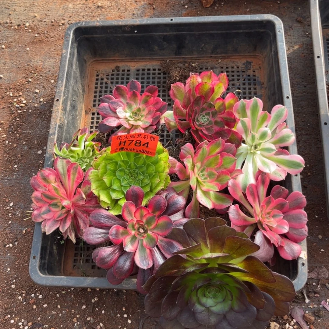 框拍784多肉植物法师