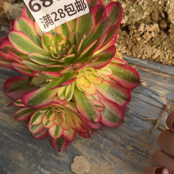 6866一号棚荔枝多肉I