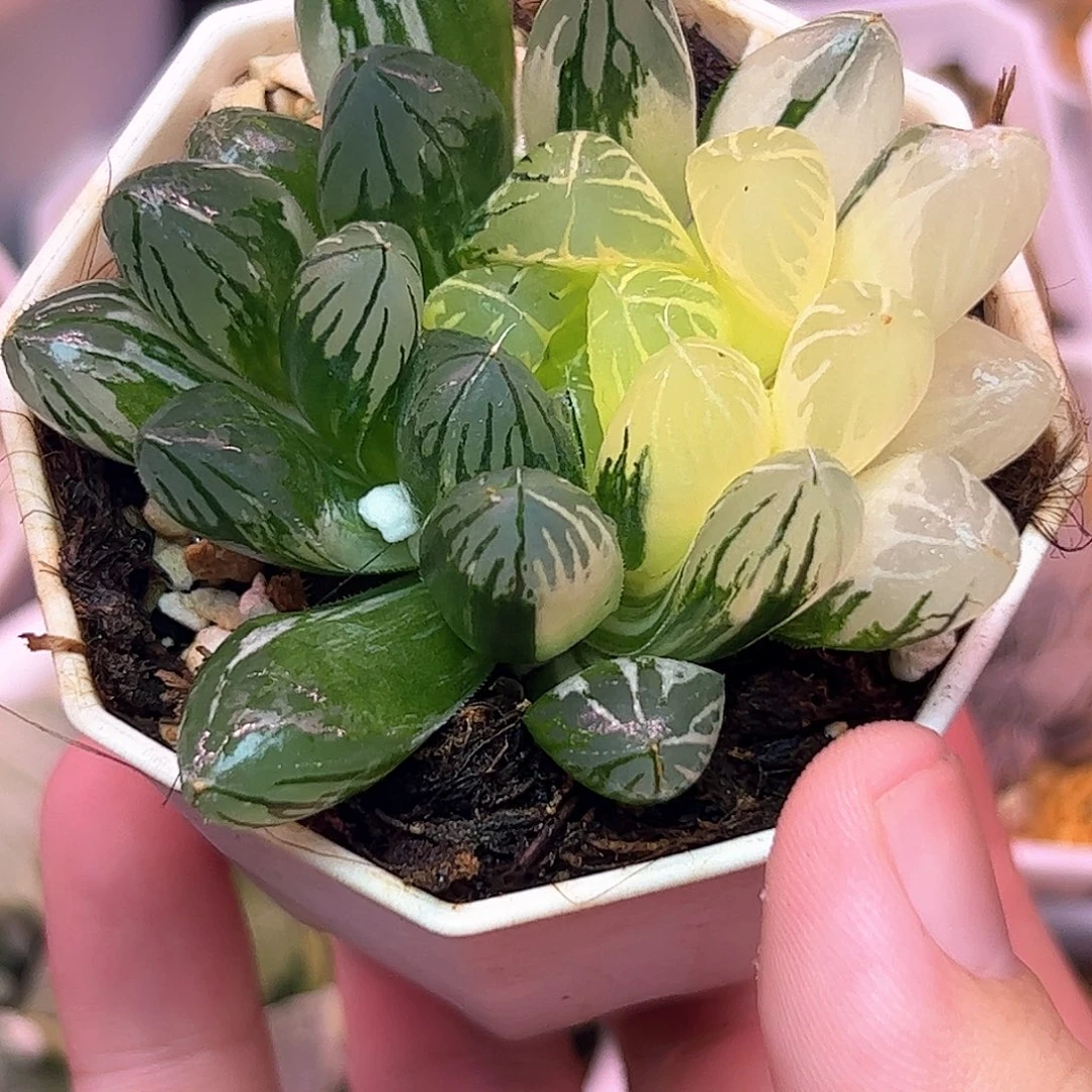 实生玉露锦十二卷多肉植物