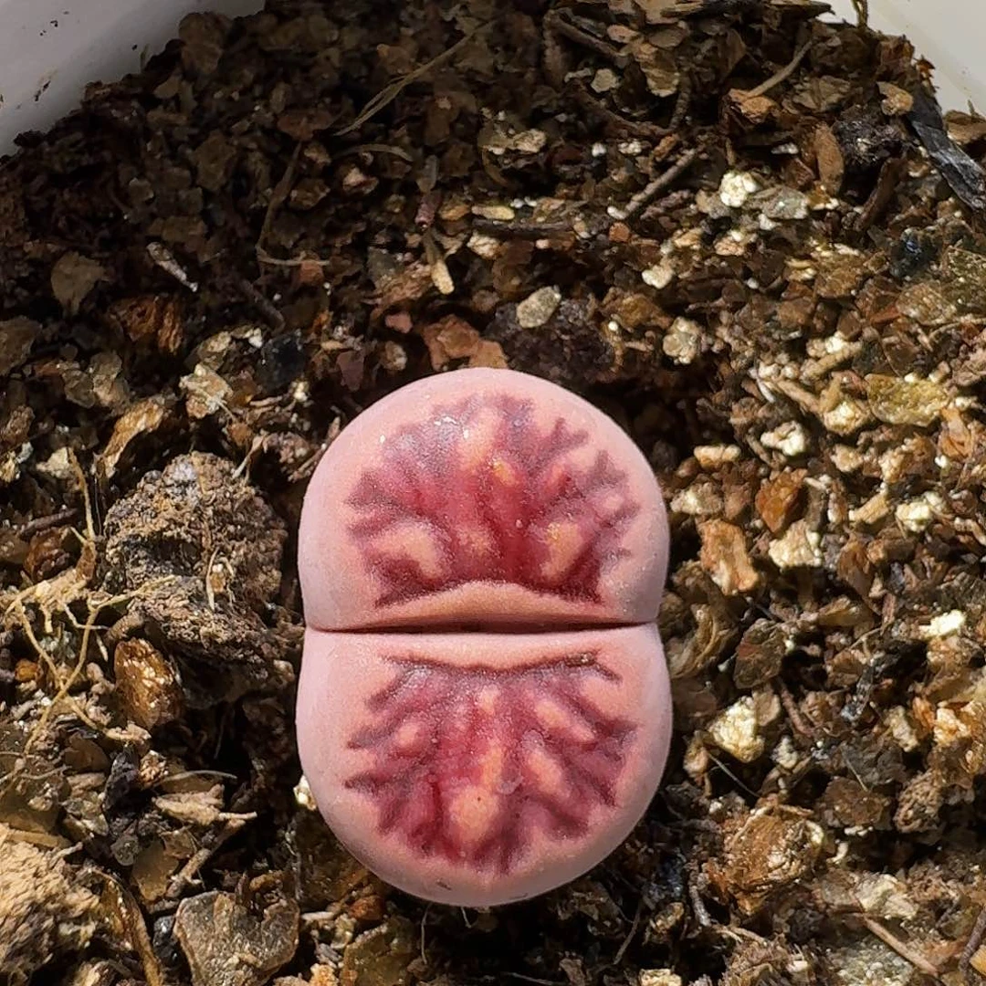 生石花111111。   225