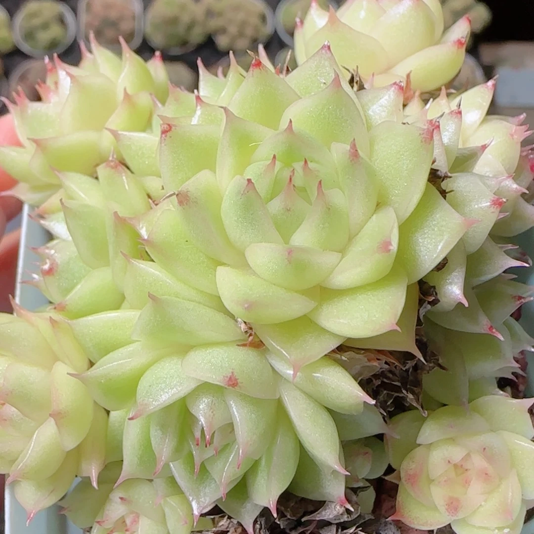 花语逸镜1030-300散