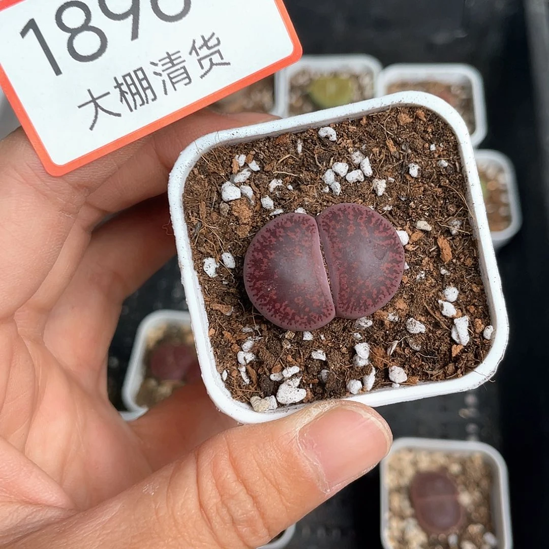 1896大棚清仓甩卖了