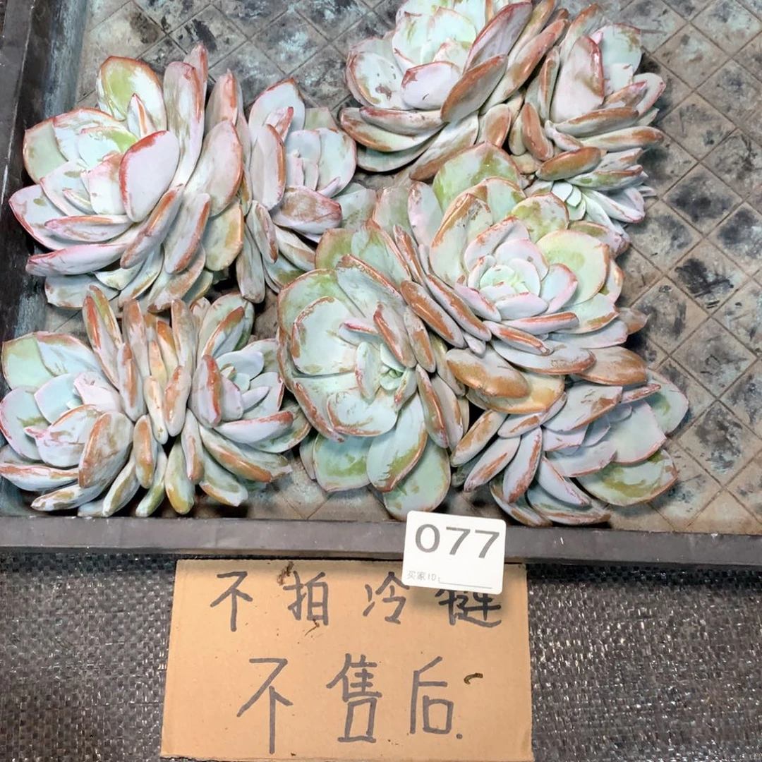 077 不拍冷链不售后