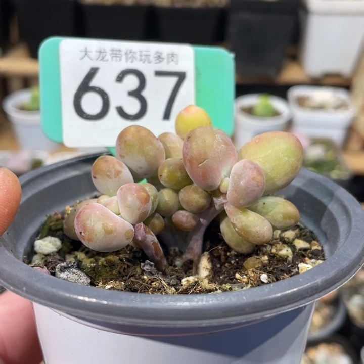 芒果树板637号的多肉啊啊