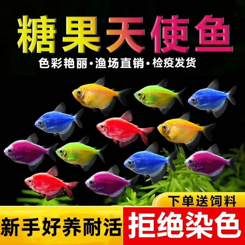 天使鱼五彩荧光糖果色虎斑懒人耐养好养活鱼小型热带彩色观赏鱼