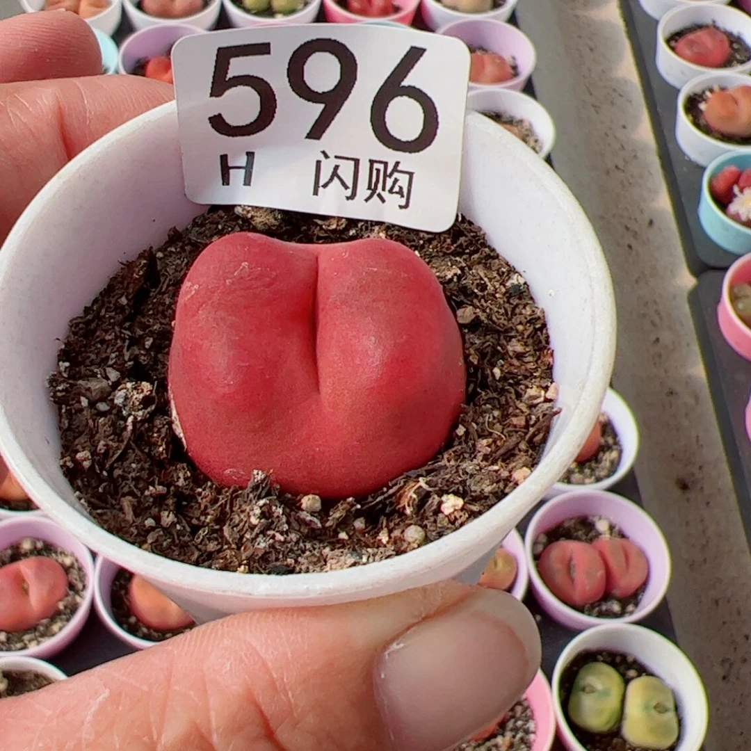 无花朵I****.我很喜欢这个H596