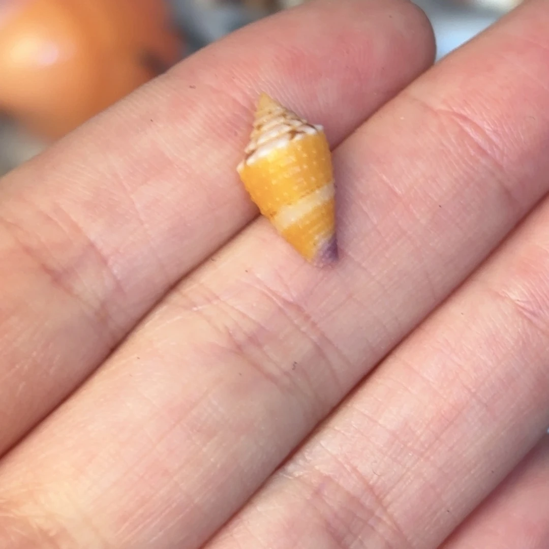 軒***天然海螺标本福利