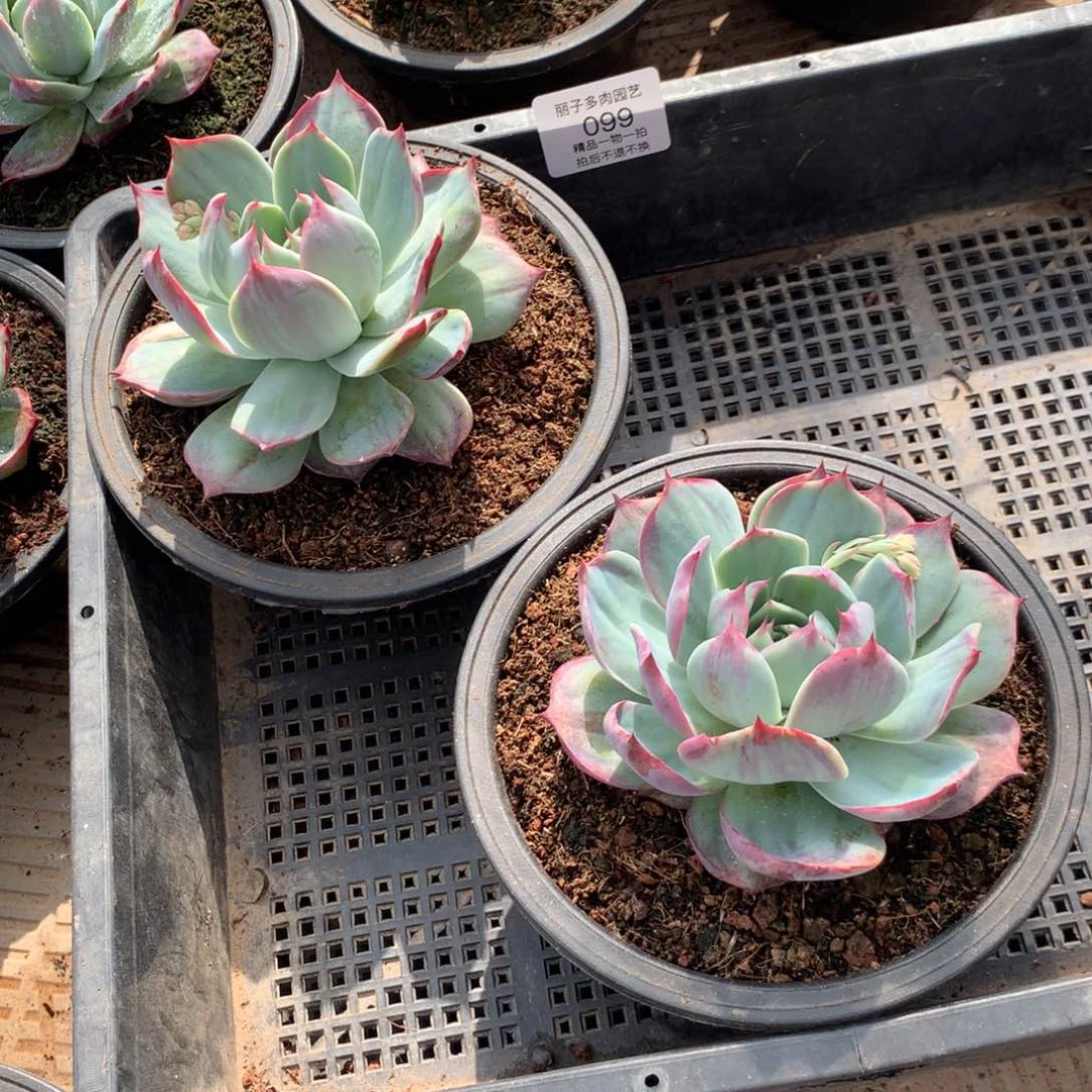 苏*啊099惊鸿，一组两颗。尺寸10。多肉植物