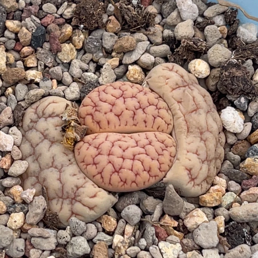 9851红蜜纹189一颗