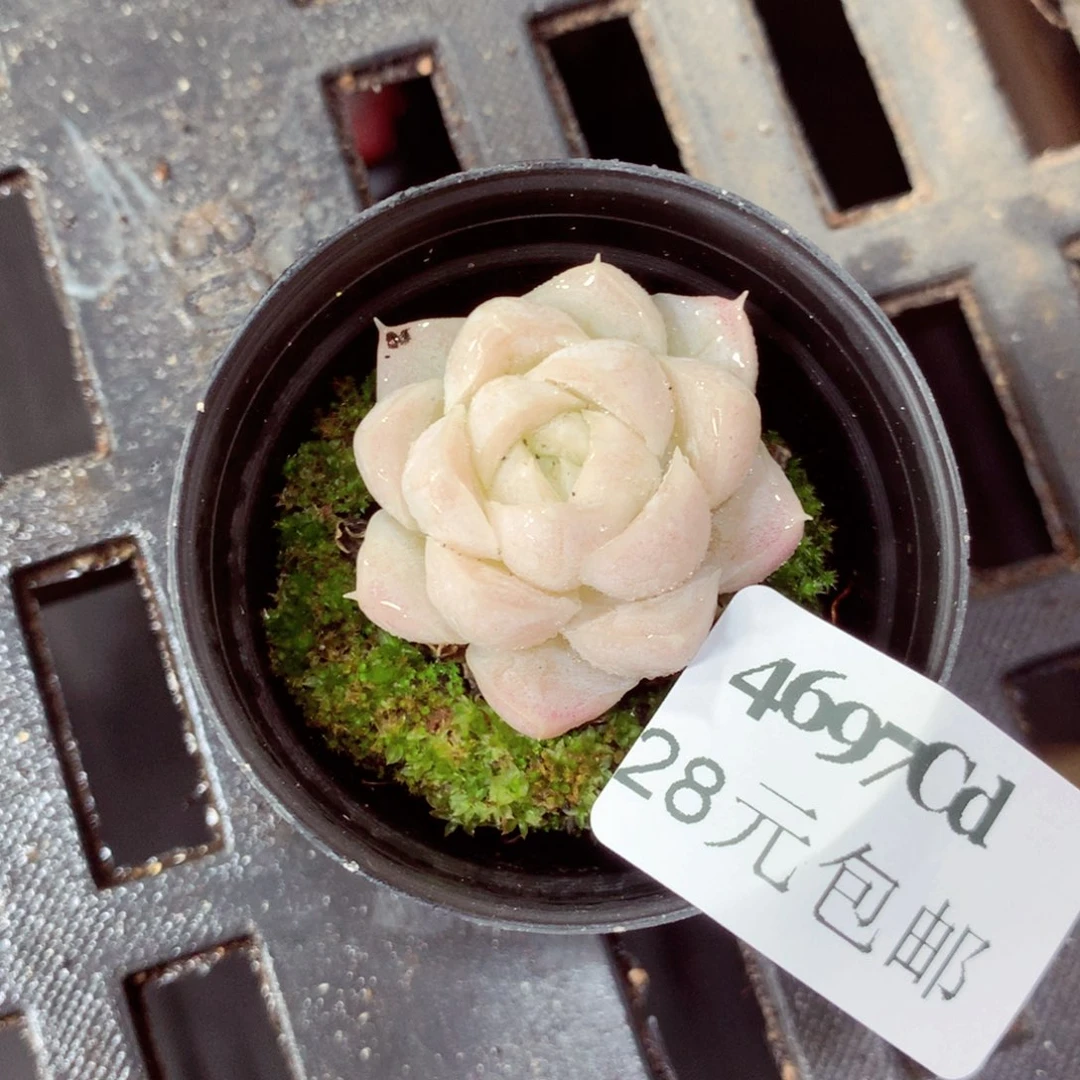 5厘米盆精控多肉4697