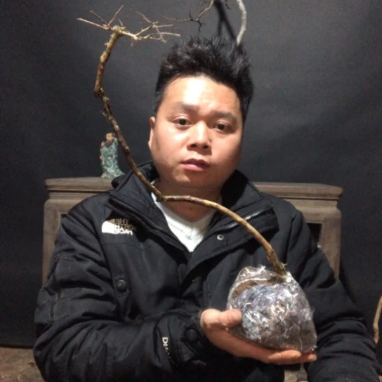 盆景素材盆栽绿植