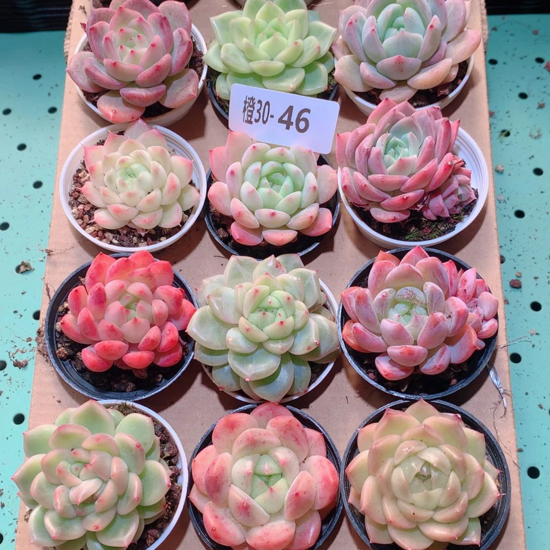 30-46一物一拍多肉带盆18颗