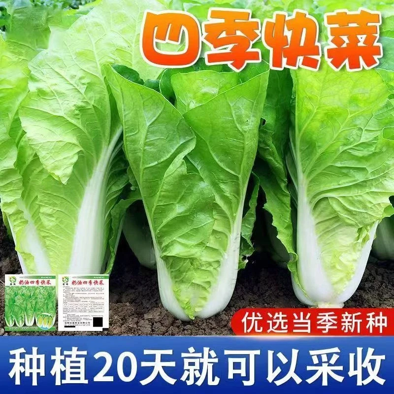 四季快菜种子奶油白菜四季速生菜种子耐热小白菜家庭蔬菜种子大全