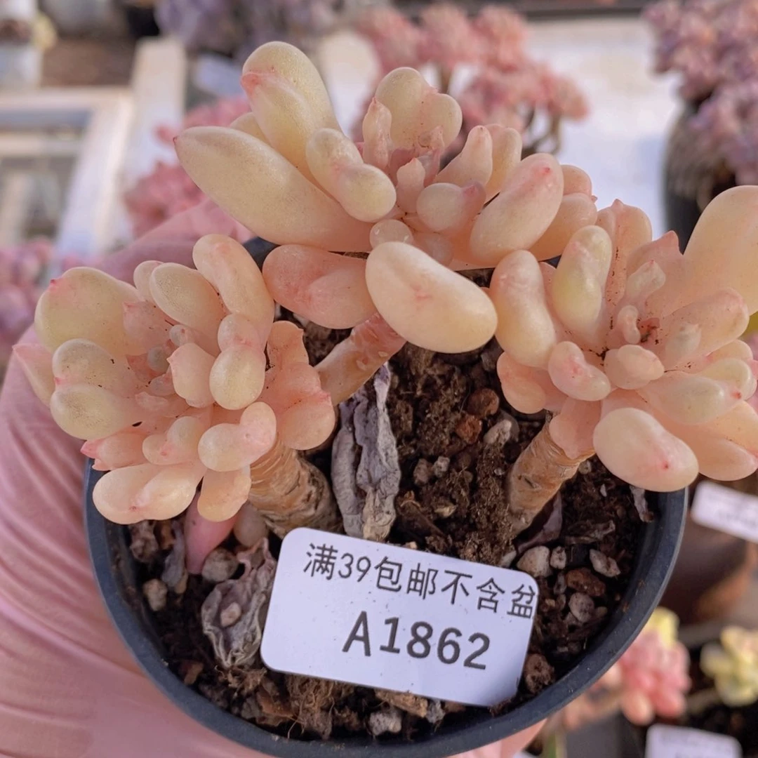 比尔盖茨老桩8cm1862多肉植物