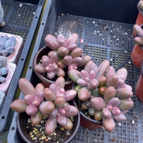 无花朵一物一拍三头糖果美人一组