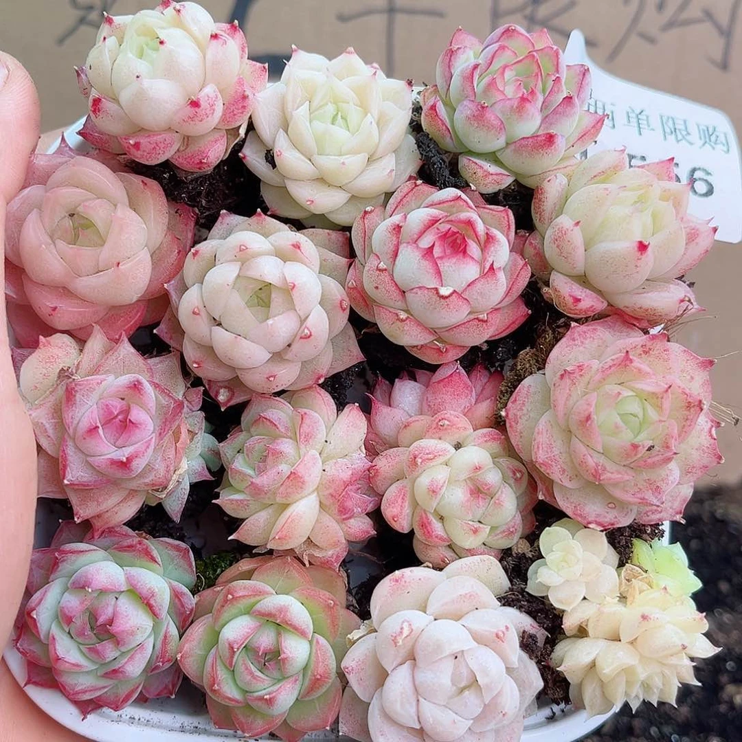 1-556 新疆西藏内蒙不发12.8包邮2-3公分多肉