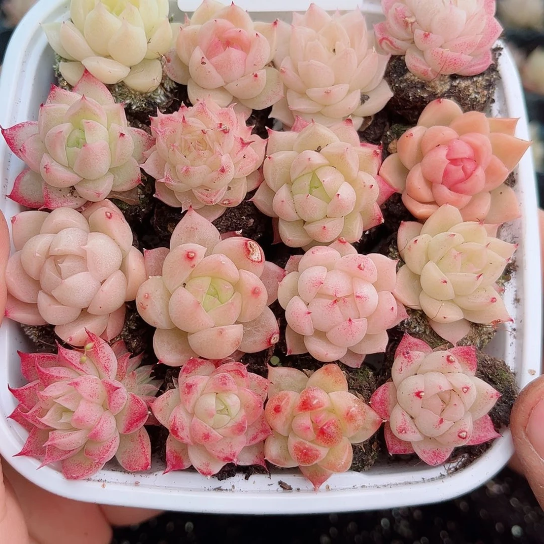 1-466新疆西藏内蒙不发12.8包邮2-3公分多肉